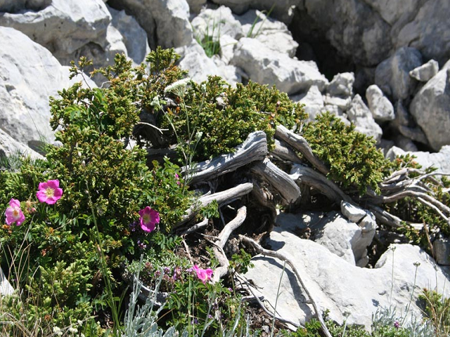 NP Sjeverni Velebit (flora)